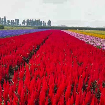 Seasonal grass and flowers